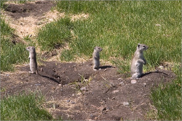ground_squirrels.jpg
