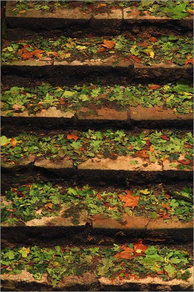 Steps and Leaves.jpg