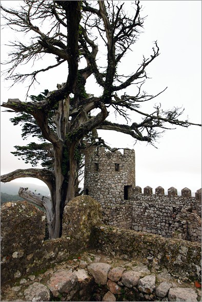 Tree on Tower.jpg