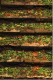 Steps and Leaves.jpg