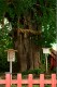 ancient_ginko.jpg
