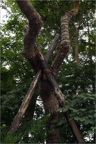 bound_tree_5.jpg
