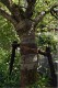 bound_tree_2.jpg