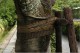 bound_tree_3.jpg