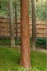 ginkaku-ji_tree_fence.jpg
