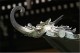 roof_dragon_1.jpg