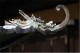 roof_dragon_2.jpg