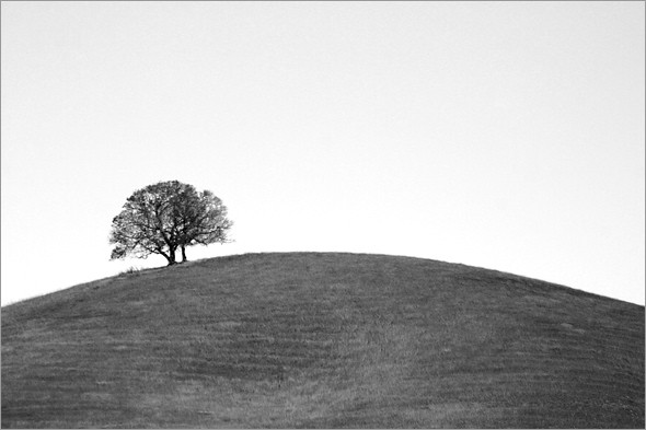 Mt Diablo Oak 2 bw.jpg