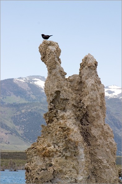 bird_and_tufa.jpg