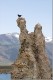 bird_and_tufa.jpg